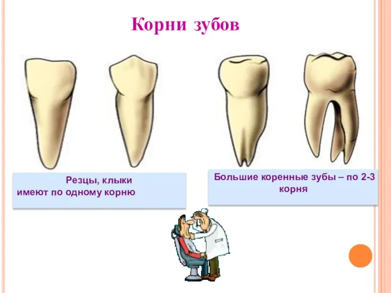 Резцы, клыки имеют по одному корню Большие коренные зубы – по 2-3 корня Корни зубов