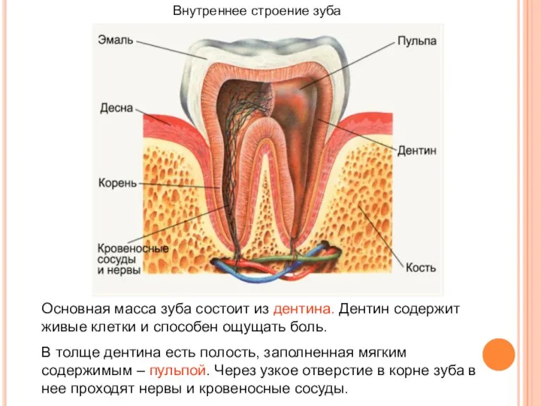 ВНУТРЕННЕЕ СТРОЕНИЕ ЗУБА Внутреннее строение зуба Основная масса зуба состоит из дентина.