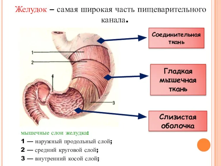 Желудок – самая широкая часть пищеварительного канала. Слизистая оболочка Гладкая мышечная ткань