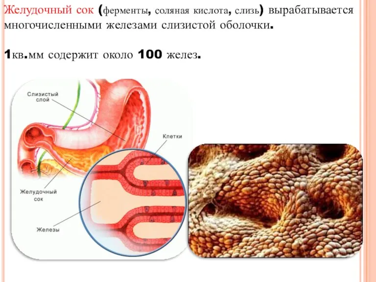 Желудочный сок (ферменты, соляная кислота, слизь) вырабатывается многочисленными железами слизистой оболочки. 1кв.мм содержит около 100 желез.