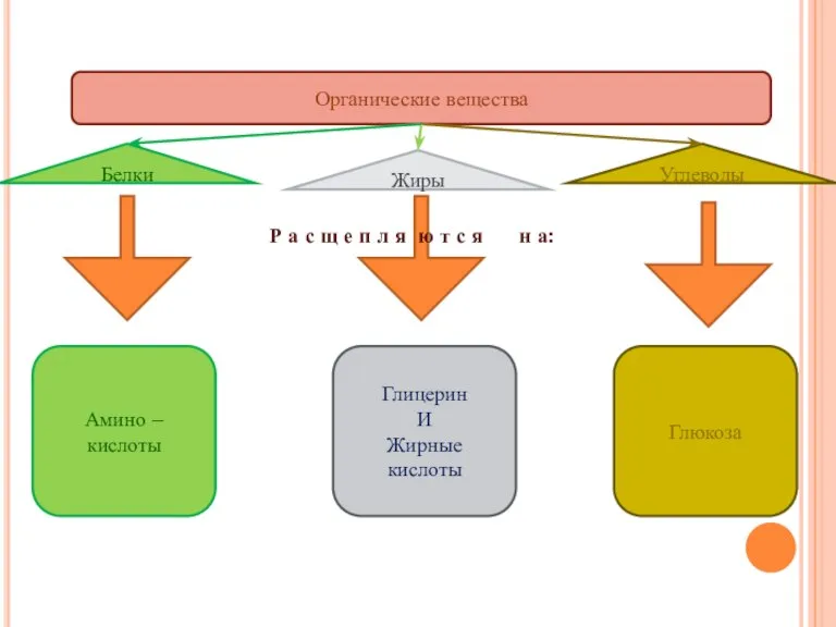 Белки Жиры Углеводы Органические вещества Амино – кислоты Глицерин И Жирные кислоты