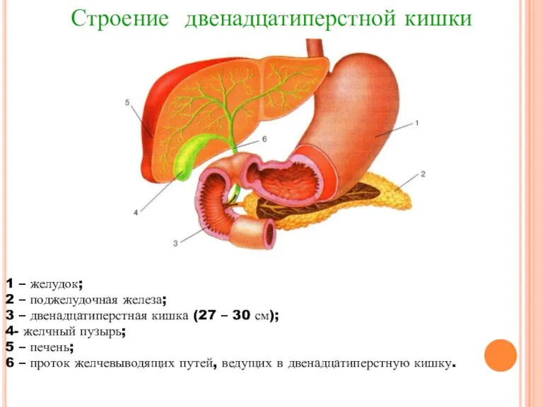 1 – желудок; 2 – поджелудочная железа; 3 – двенадцатиперстная кишка (27