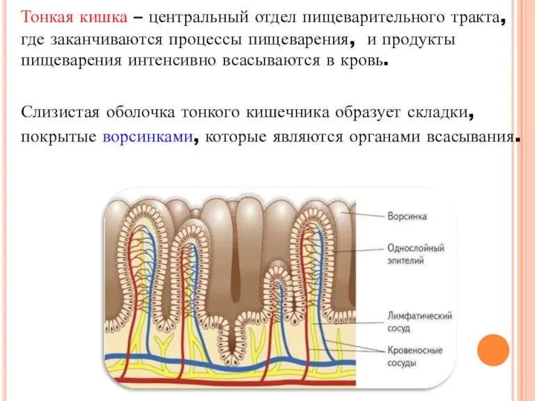 Тонкая кишка – центральный отдел пищеварительного тракта, где заканчиваются процессы пищеварения, и