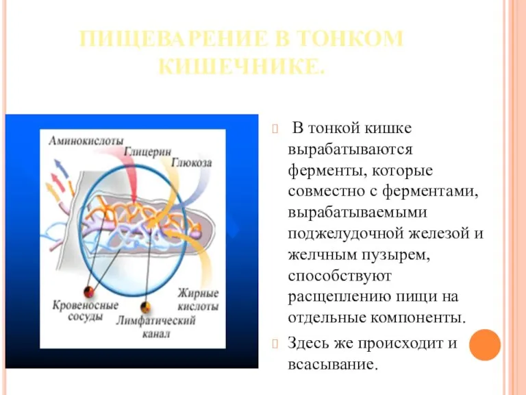 ПИЩЕВАРЕНИЕ В ТОНКОМ КИШЕЧНИКЕ. В тонкой кишке вырабатываются ферменты, которые совместно с