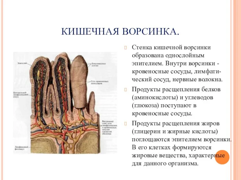 КИШЕЧНАЯ ВОРСИНКА. Стенка кишечной ворсинки образована однослойным эпителием. Внутри ворсинки - кровеносные