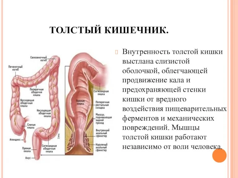 ТОЛСТЫЙ КИШЕЧНИК. Внутренность толстой кишки выстлана слизистой оболочкой, облегчающей продвижение кала и