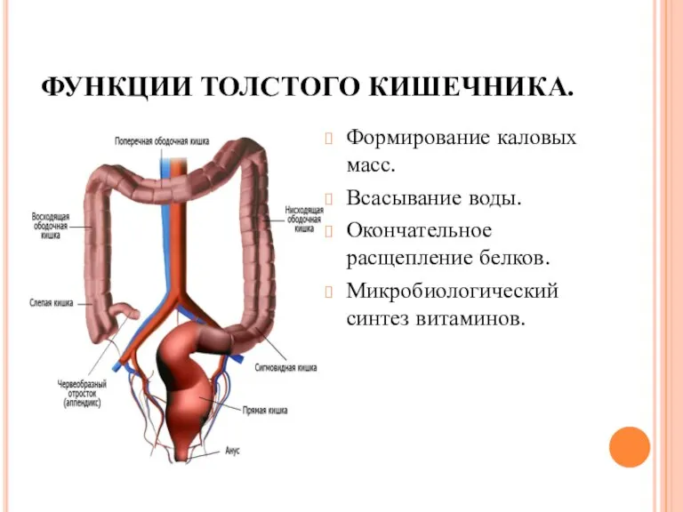 ФУНКЦИИ ТОЛСТОГО КИШЕЧНИКА. Формирование каловых масс. Всасывание воды. Окончательное расщепление белков. Микробиологический синтез витаминов.