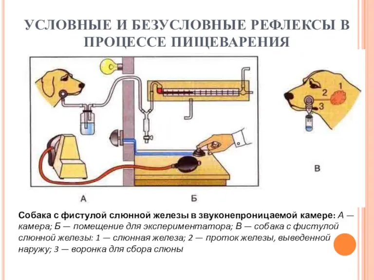 Собака с фистулой слюнной железы в звуконепроницаемой камере: А — камера; Б