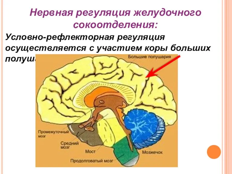 Условно-рефлекторная регуляция осуществляется с участием коры больших полушарий головного мозга: Нервная регуляция желудочного сокоотделения: