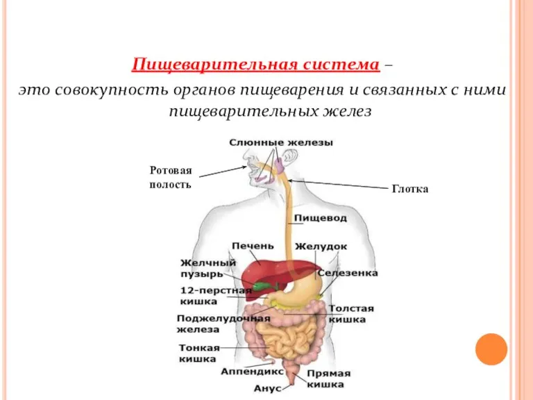 Пищеварительная система – это совокупность органов пищеварения и связанных с ними пищеварительных желез Ротовая полость Глотка