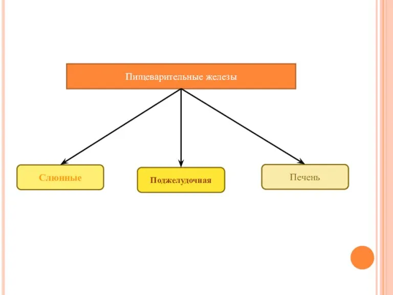 Пищеварительные железы Слюнные Поджелудочная Печень