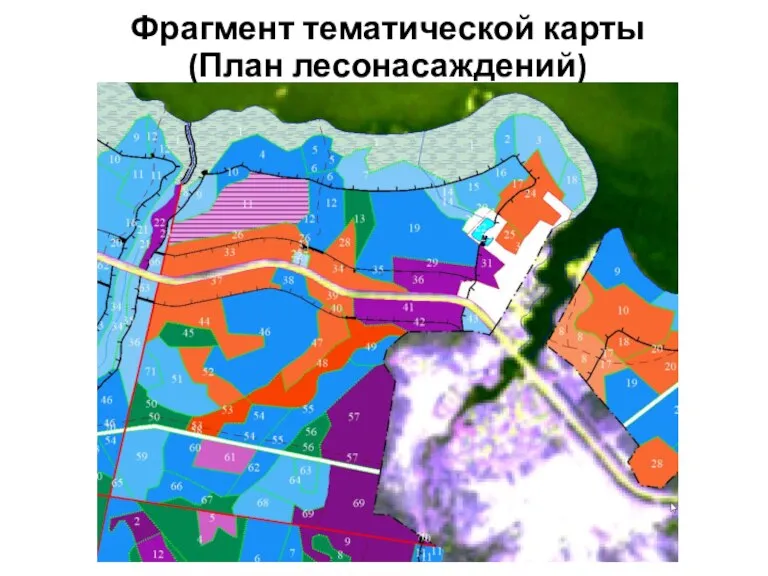 Фрагмент тематической карты (План лесонасаждений)