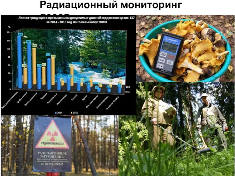 Радиационный мониторинг лесов