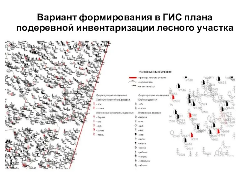 Вариант формирования в ГИС плана подеревной инвентаризации лесного участка