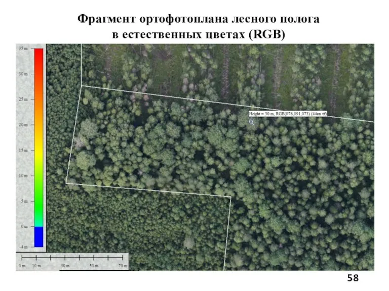 Фрагмент ортофотоплана лесного полога в естественных цветах (RGB)