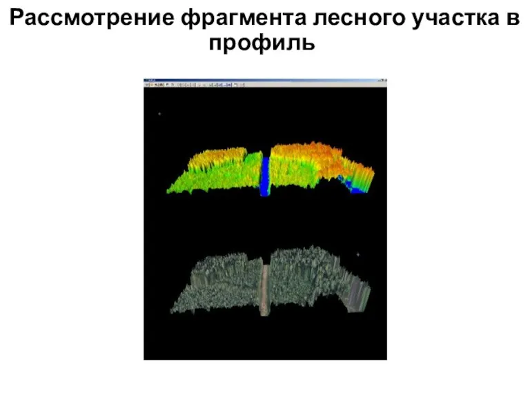 Рассмотрение фрагмента лесного участка в профиль