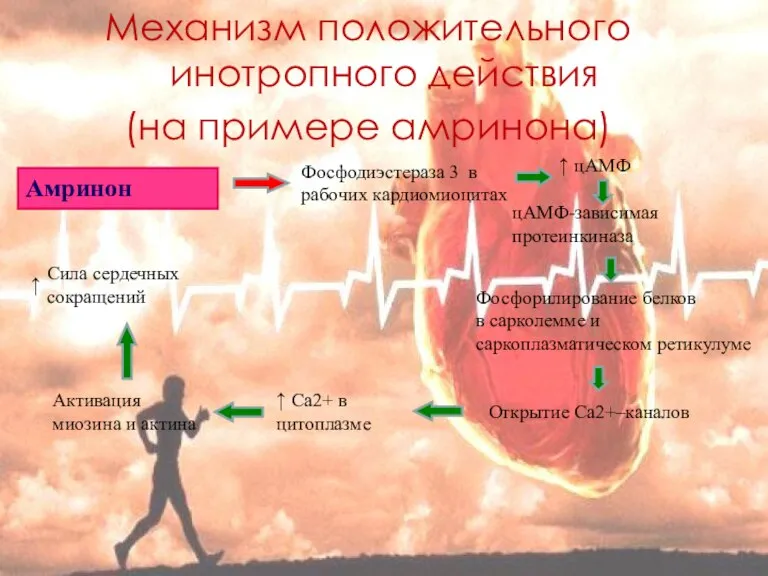 Механизм положительного инотропного действия (на примере амринона) Амринон Фосфодиэстераза 3 в рабочих