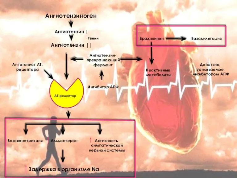 Ангиотензиноген Ангиотензин | Ангиотензин || АТ-рецептор Вазоконстрикция Альдостерон Активность симпатической нервной системы
