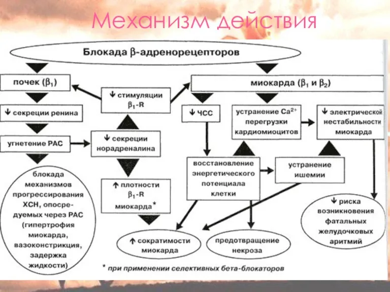 Механизм действия