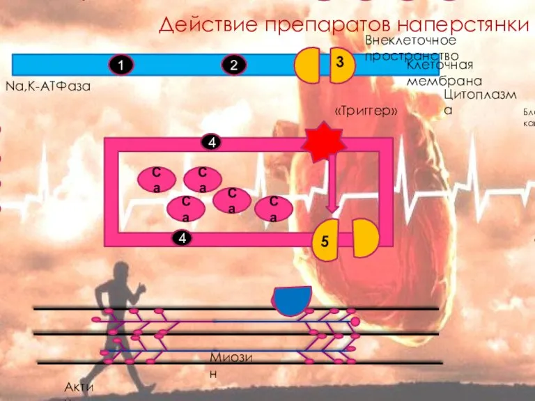 Действие препаратов наперстянки 1 2 4 4 5 3 Ca Ca Na