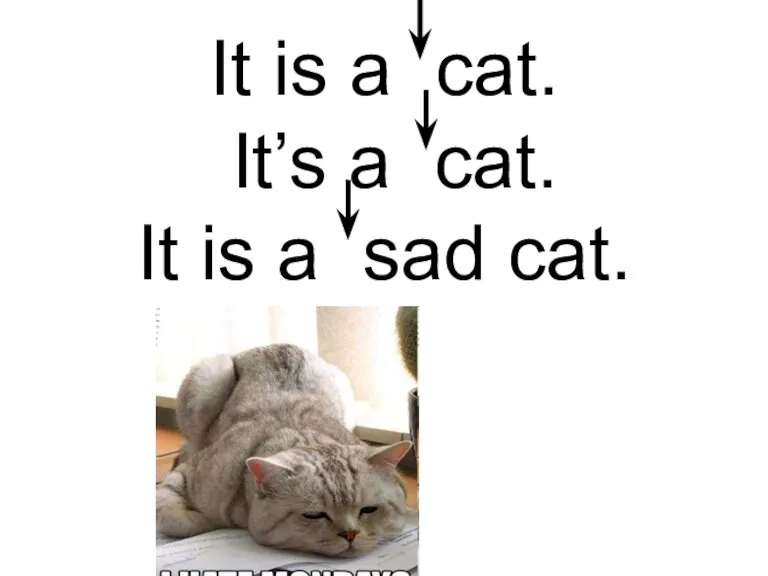 It is a cat. It’s a cat. It is a sad cat.