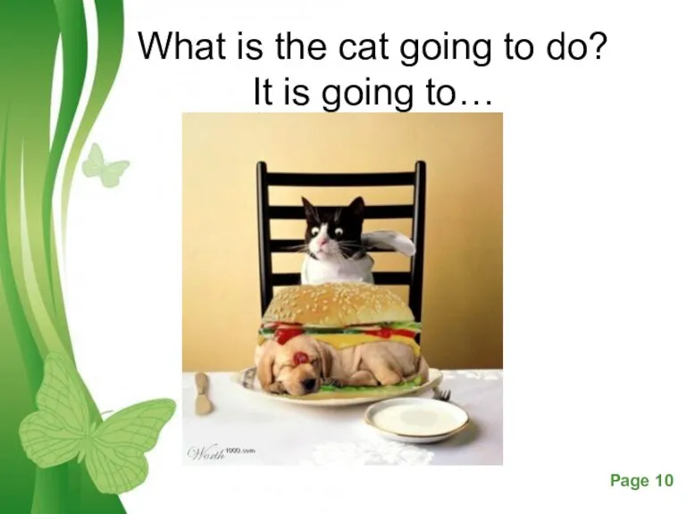 What is the cat going to do? It is going to…