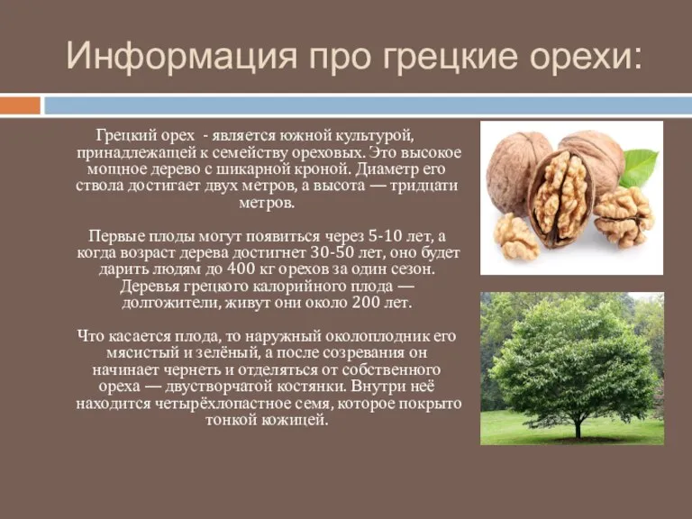 Информация про грецкие орехи: Грецкий орех - является южной культурой, принадлежащей к