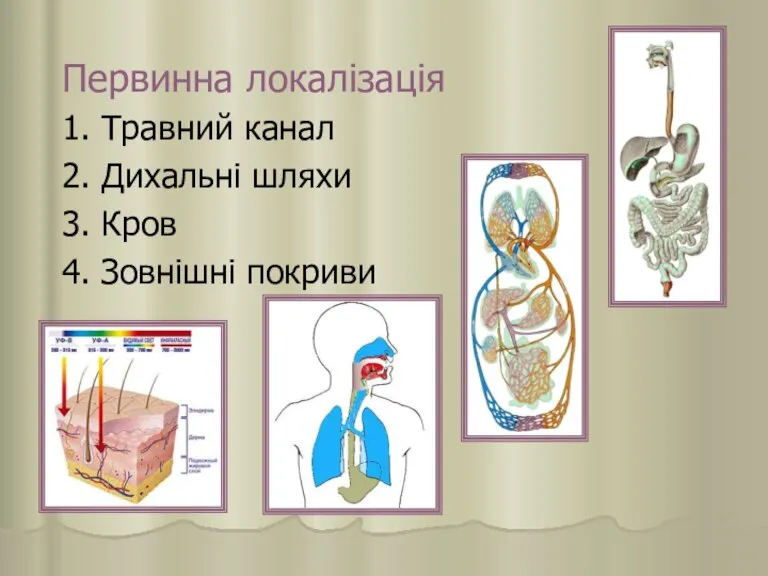 Первинна локалізація 1. Травний канал 2. Дихальні шляхи 3. Кров 4. Зовнішні покриви