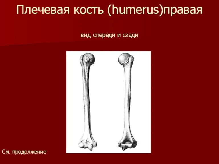 Плечевая кость (humerus)правая вид спереди и сзади См. продолжение