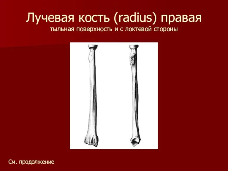 Лучевая кость (radius) правая тыльная поверхность и с локтевой стороны См. продолжение