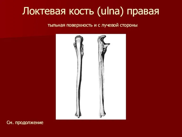 Локтевая кость (ulna) правая тыльная поверхность и с лучевой стороны См. продолжение
