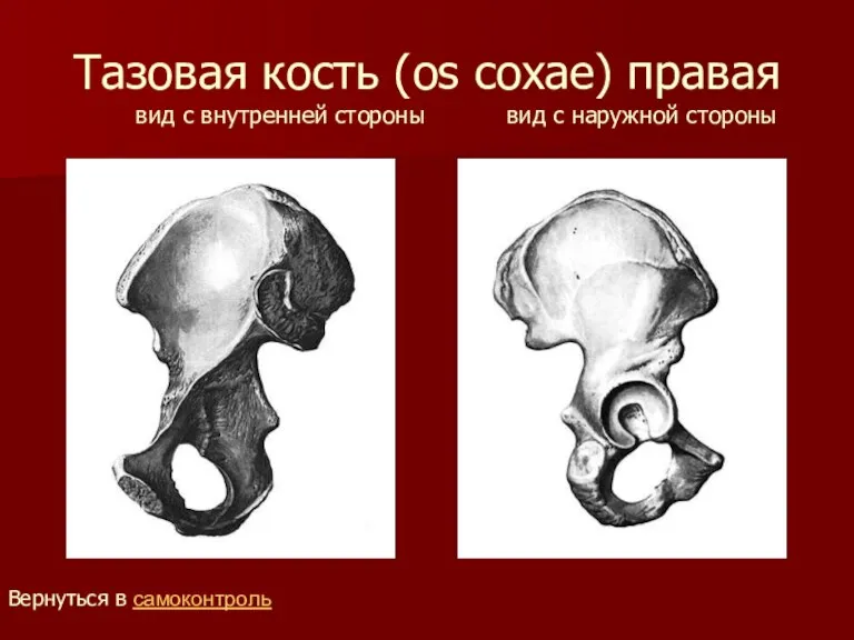 Тазовая кость (os coxae) правая вид с внутренней стороны вид с наружной стороны Вернуться в самоконтроль