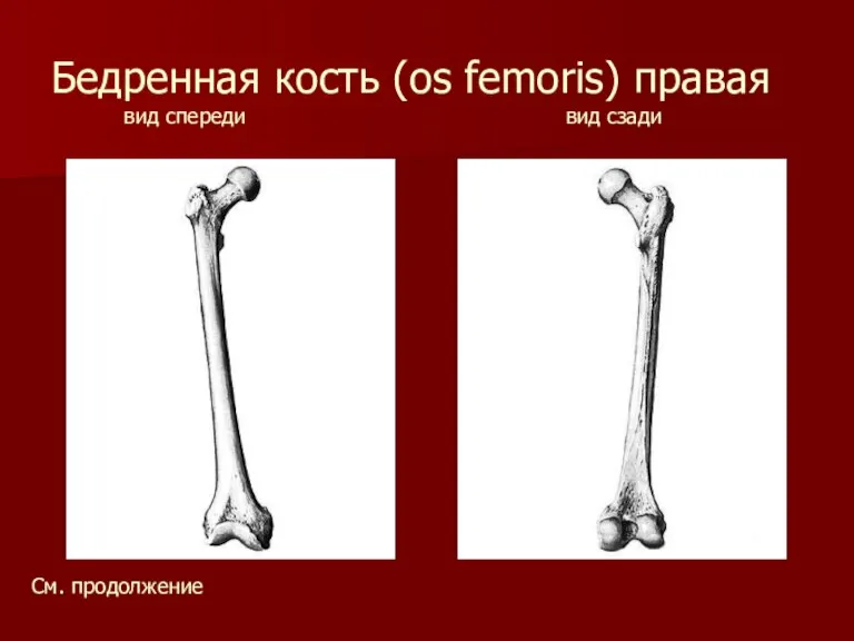 Бедренная кость (os femoris) правая вид спереди вид сзади См. продолжение