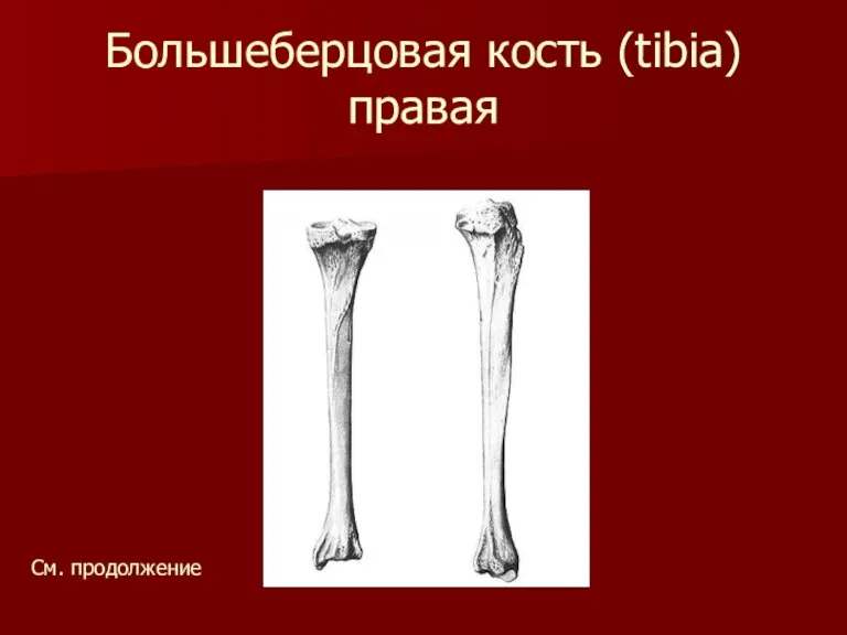 Большеберцовая кость (tibia) правая См. продолжение