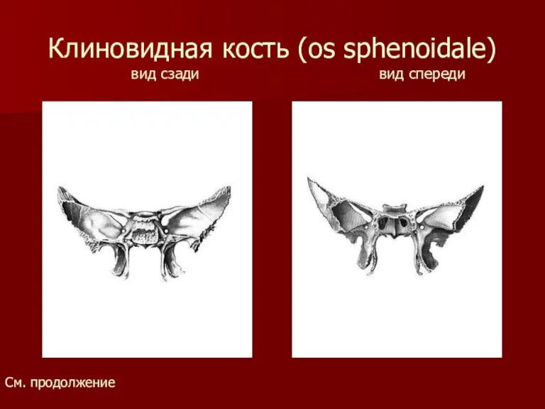 Клиновидная кость (os sphenoidale) вид сзади вид спереди См. продолжение