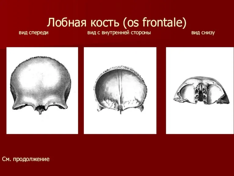 Лобная кость (os frontale) вид спереди вид с внутренней стороны вид снизу См. продолжение