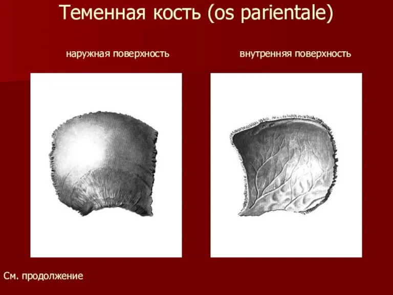 Теменная кость (os parientale) наружная поверхность внутренняя поверхность См. продолжение