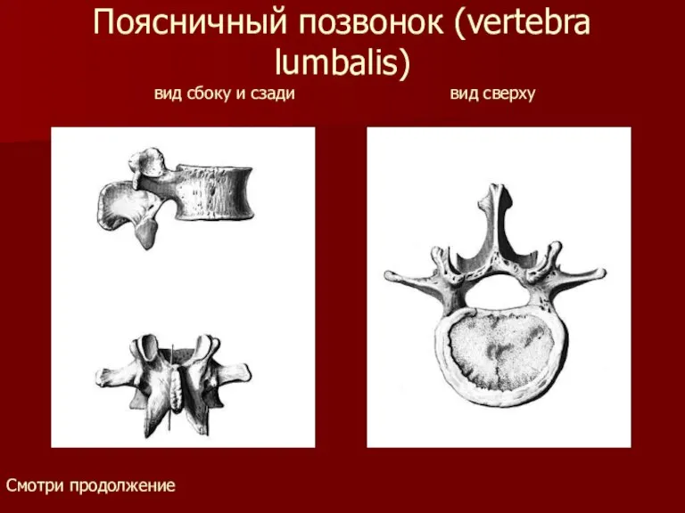 Поясничный позвонок (vertebra lumbalis) вид сбоку и сзади вид сверху Смотри продолжение