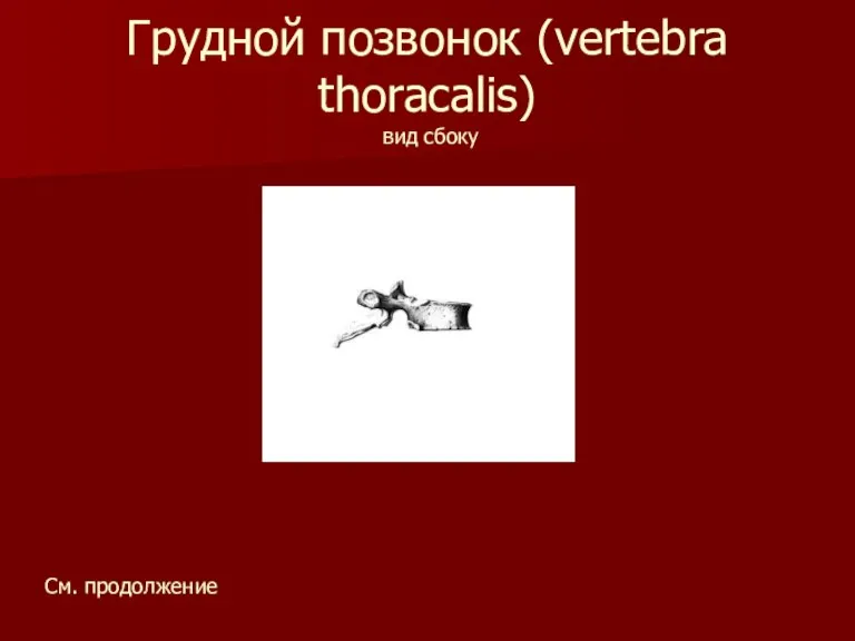 Грудной позвонок (vertebra thoracalis) вид сбоку См. продолжение