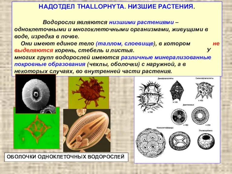 ОБОЛОЧКИ ОДНОКЛЕТОЧНЫХ ВОДОРОСЛЕЙ НАДОТДЕЛ THALLOPHYTA. НИЗШИЕ РАСТЕНИЯ. Водоросли являются низшими растениями –