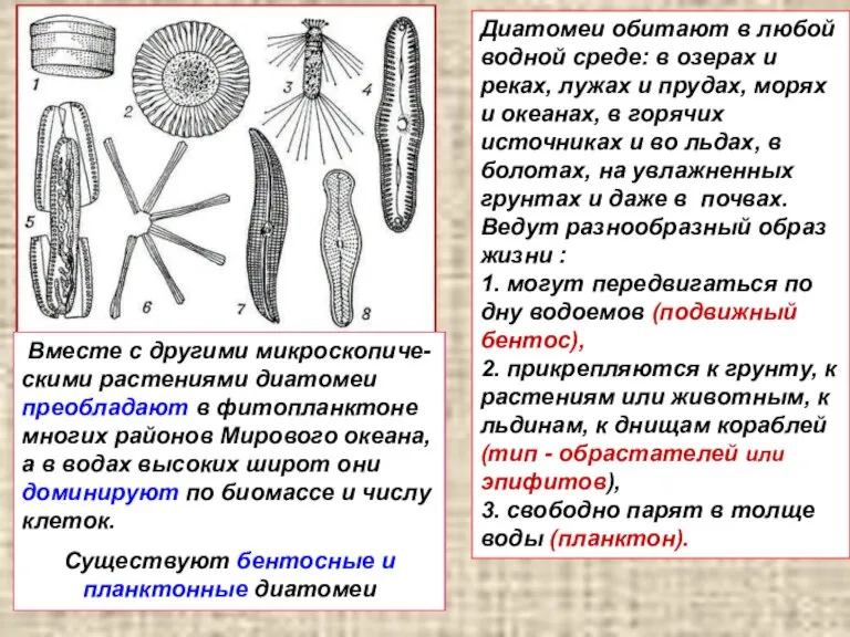 Диатомеи обитают в любой водной среде: в озерах и реках, лужах и