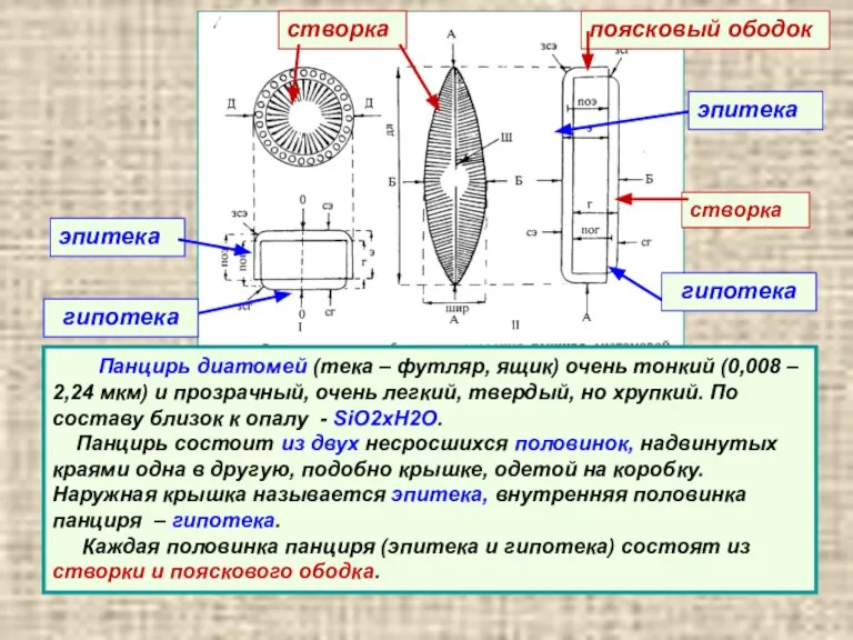 Панцирь диатомей (тека – футляр, ящик) очень тонкий (0,008 – 2,24 мкм)