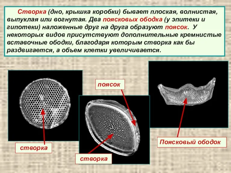 Створка (дно, крышка коробки) бывает плоская, волнистая, выпуклая или вогнутая. Два поясковых