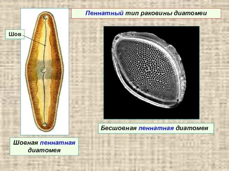 Шовная пеннатная диатомея Шов Бесшовная пеннатная диатомея Пеннатный тип раковины диатомеи