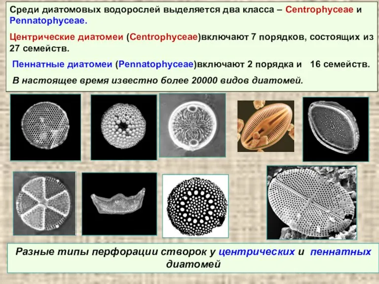 Среди диатомовых водорослей выделяется два класса – Centrophyceae и Pennatophyceae. Центрические диатомеи