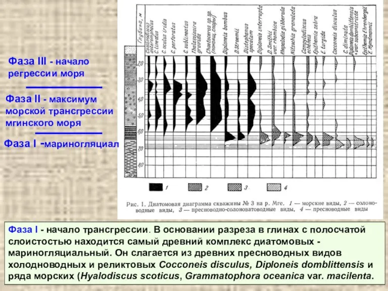 Фаза I - начало трансгрессии. В основании разреза в глинах с полосчатой