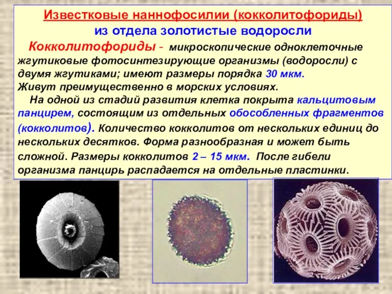 Известковые наннофосилии (кокколитофориды) из отдела золотистые водоросли Кокколитофориды - микроскопические одноклеточные жгутиковые