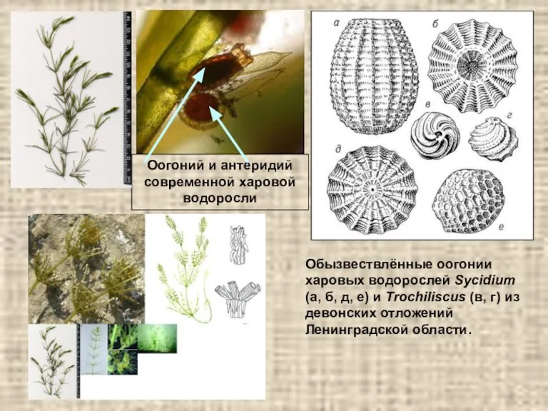 Оогоний и антеридий современной харовой водоросли Обызвествлённые оогонии харовых водорослей Sycidium (а,