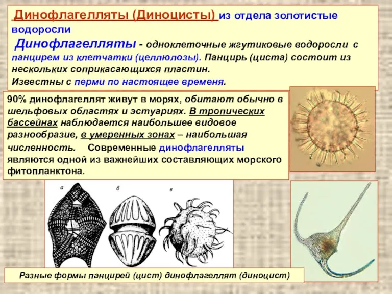 Динофлагелляты (Диноцисты) из отдела золотистые водоросли Динофлагелляты - одноклеточные жгутиковые водоросли с