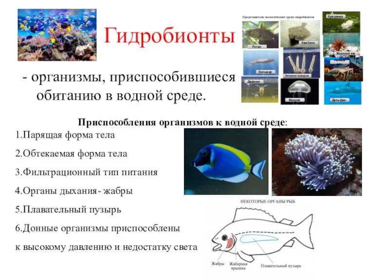 Гидробионты - организмы, приспособившиеся к обитанию в водной среде. Приспособления организмов к